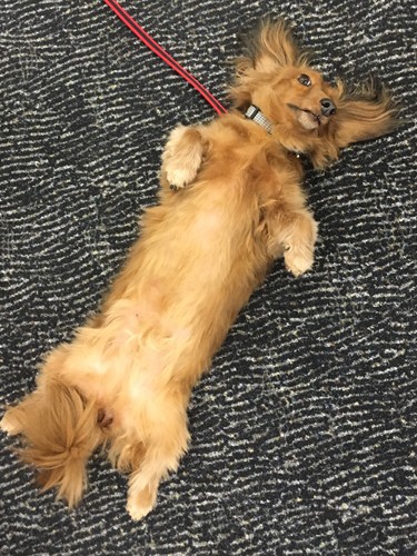 へそ天もう一丁　（マース提供）