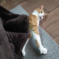 こたつ、気持ちよかったにゃ〜＝tunakundayoさん提供
