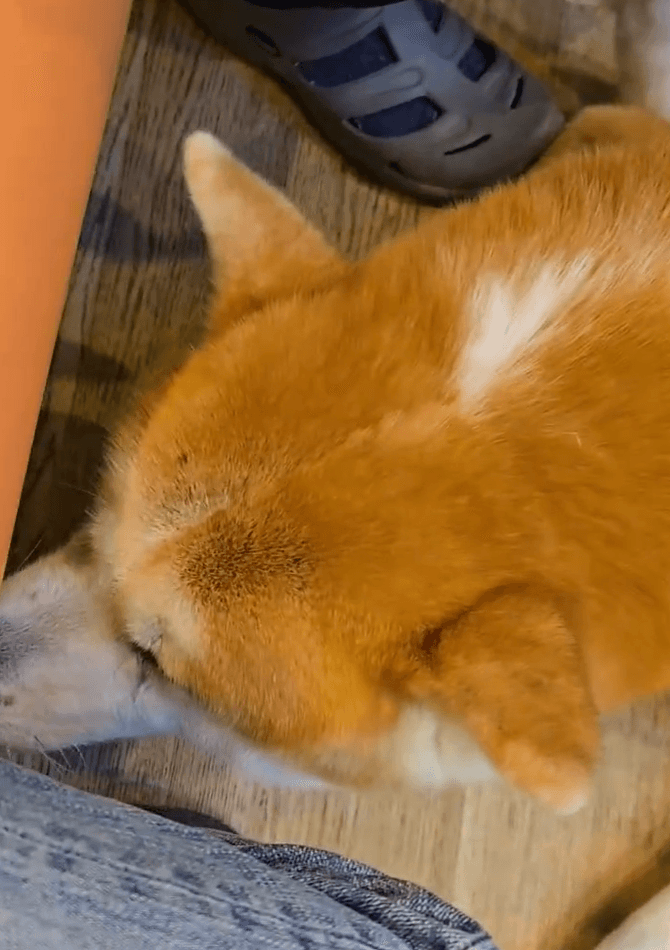 リラックスするライくん（飼い主さん提供）