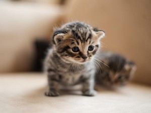 友達が見つけた子猫を内緒で連れて帰った。いけないことだとわかっていた