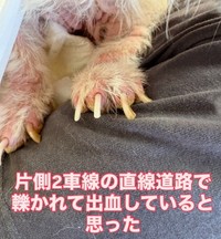 皮膚の9割がただれ、全身から強烈な臭いを放ち爪は伸びきっていたという（アニマルシェッド加納さん提供、Instagramよりキャプチャ撮影）