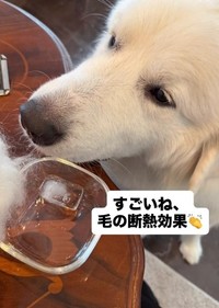 すごいね、毛の断熱効果！サマーカット＝涼しい、ではない？（飼い主さん提供、Instagramよりキャプチャ撮影）