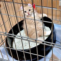 子猫の頃からトイレをバスタブのように使っていたチロルくん（画像提供：ちゃろこさん）