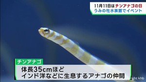 １１月１１日はチンアナゴの日　仙台うみの杜水族館でイベント