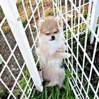 生後5カ月のポメちゃん。ドッグランで全力拒否状態に…（画像提供：ﾅ゛さん）