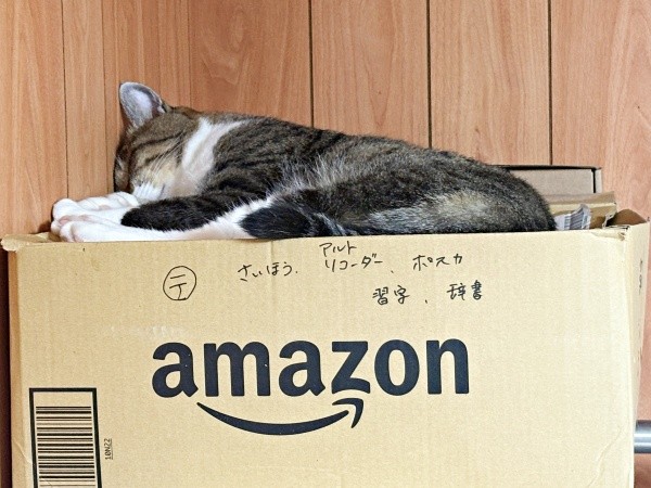 お気に入りの箱の上ですやすや眠るとままがりくん（画像提供：ゆっきさん）