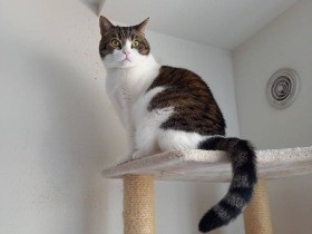 ぼくが妹猫と家族を守るんだ！　スコティッシュフォールド「ラオウ」