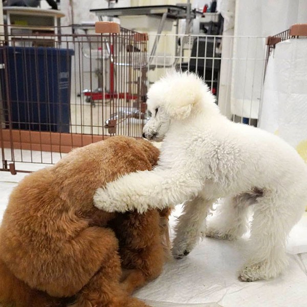 大胆にも、UGのリーダー犬ジーニーに挑むジュリオくん。「あーそーぼー」（UG提供）