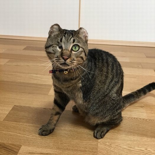 身体に不自由はあっても、やさしい飼い主と暮らし、幸せになった