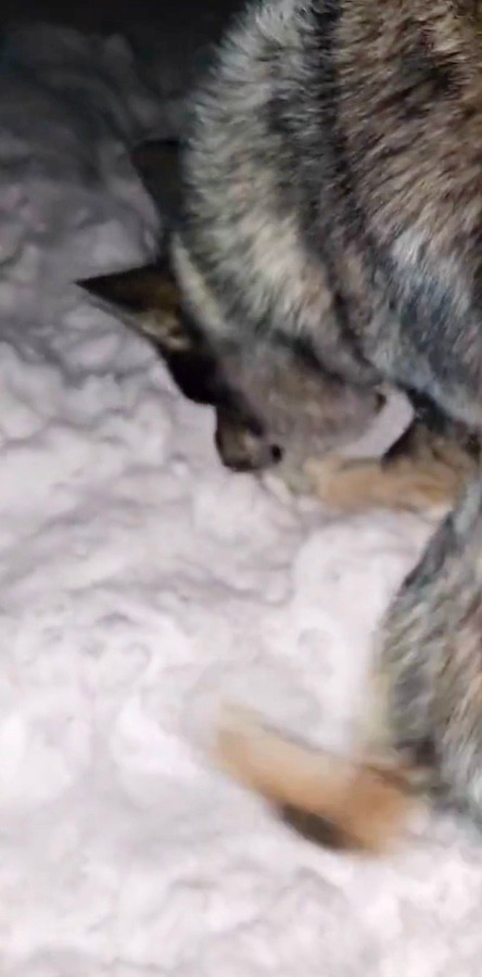 「お団子のおもちゃ、探して」という飼い主さんの言葉で、雪山をクンクン嗅ぎ始めたディオネちゃん（動画からキャプチャー／提供：ＬＩＳＡさん）