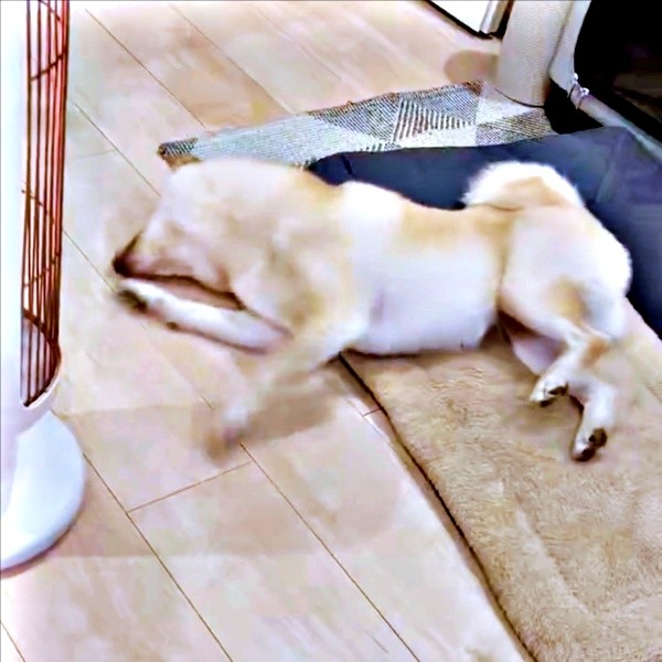 手足を交互にカキカキし始めたうるちゃん（画像提供：うるちゃんさん）