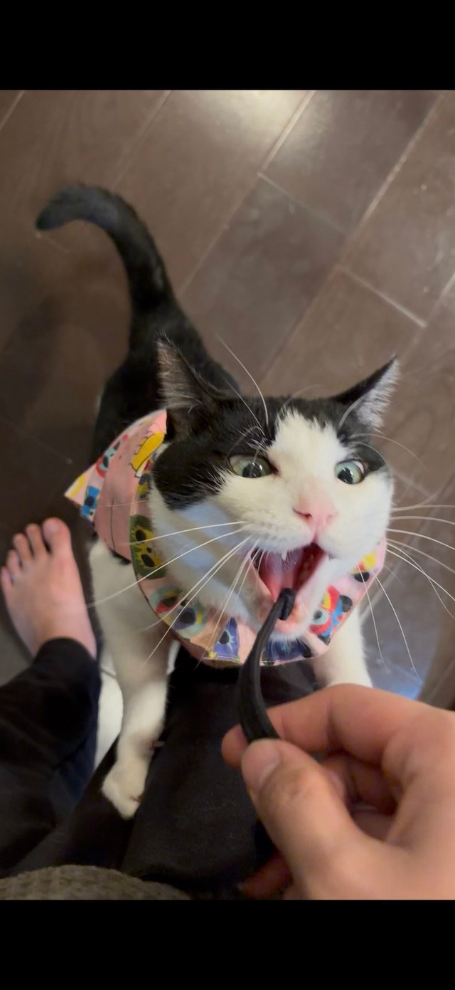 ヒモに飛びつく様はまさに狩人（提供：猫バカ日記さん）