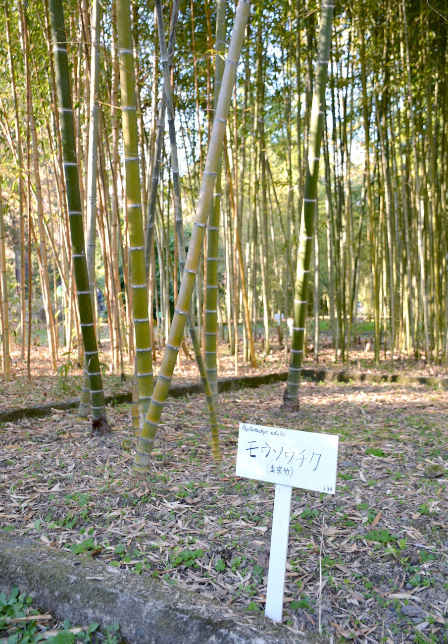 実は違う？タケとバンブー 植物園の案内板が話題 何が違うか樹木医に