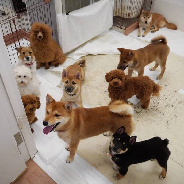 UGの群れの一員に。ちゃっかりカメラ目線（UG提供）