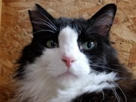 地域猫ががんに　かさむ治療費、ネットの支援で救われる