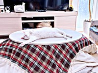 こたつの中…ではなく！ ？ 上でくつろぐねるくん（画像提供：くうねるさん）