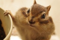 ダンディズム高め(トッドくん)