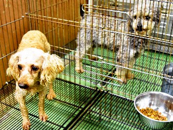熊本地震で急増、迷い犬猫の保護　「慣れぬ環境でストレス」