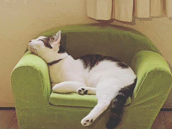 小さなソファでくつろぐヨルくん