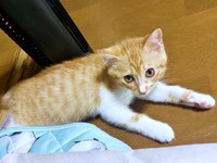 生後3カ月半を迎えた縁くん（画像提供：【かんざき屋】じゃきちゃんさん）