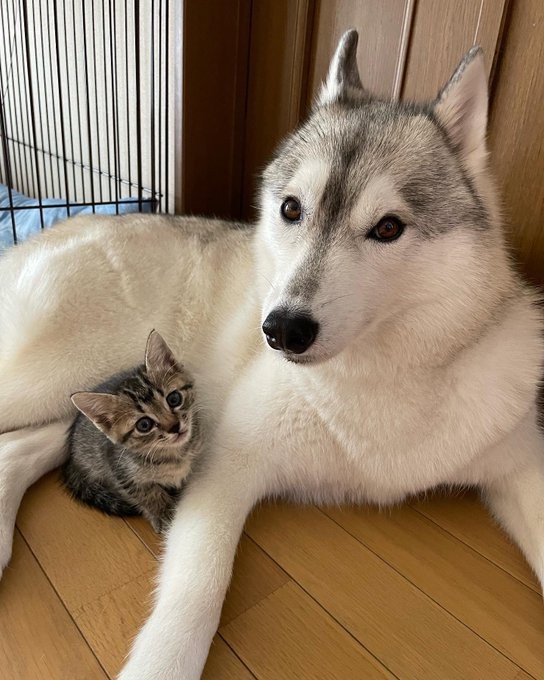 母子になりきったユキちゃんとサンちゃん=かもしかさん（@b09a2032c）提供