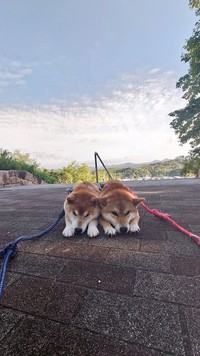 秋雲を背景に（画像提供：柴犬が作る幻の赤いキウイさん）