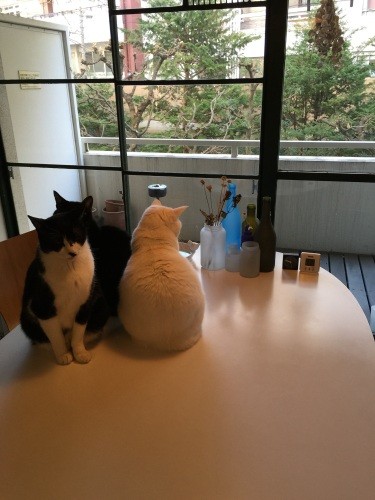 黙って暖を取る3匹