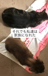 保護猫たちとともに家族になれた！（たいしおさん提供、Instagramよりキャプチャ撮影）