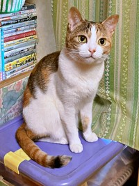 ママの首を舐めるのがマイブームになっているくーちゃん（画像提供：海老沼みなみさん）