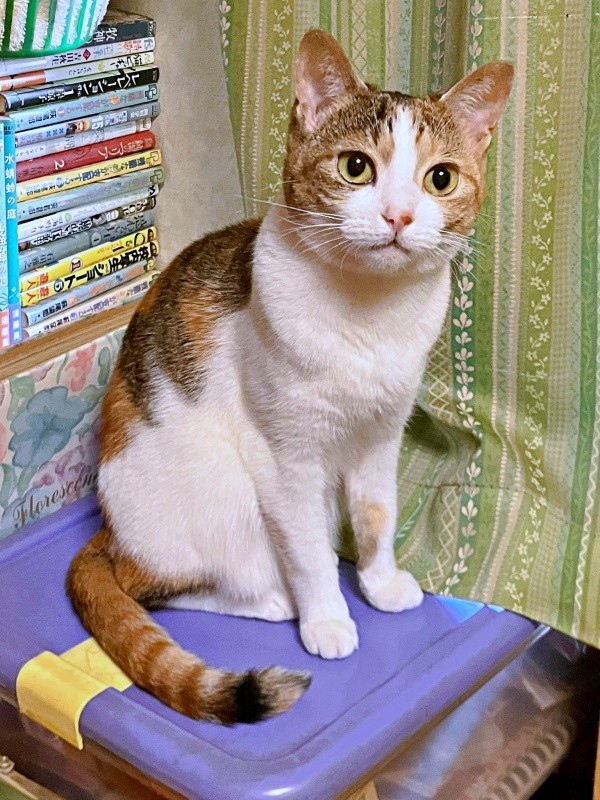 ママの首を舐めるのがマイブームになっているくーちゃん（画像提供：海老沼みなみさん）