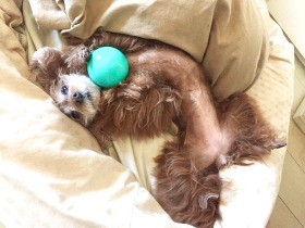 愛犬を夢中にする「あるもの」を探すため、フリマアプリに挑戦！