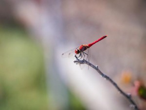 震災後、祖父から届いた一筆書き。筆跡に安堵し、何が書かれていたか覚えていない