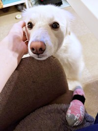 肉球保湿ケア中のハニちゃん。「抱っこして」とアピールしに来ました（画像提供：薄茶のいぬさん）