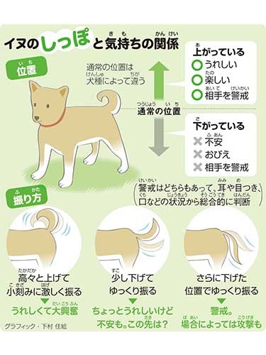 ステープル 翻訳 りんご 猫 尻尾 振り 同封する リマーク 旅行者