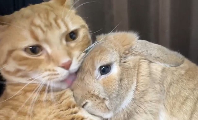 仲良し猫に詰めよるウサギさん その距離感に「恐ろしいくらいの圧