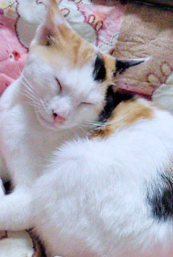 生後8カ月のころのみゅーちゃん（画像提供：こまちさん）