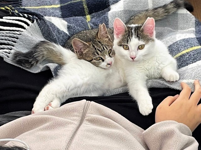 元野良の姉妹猫を迎えた家族 猫との幸せな日々で、難病のお兄ちゃんの