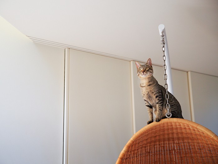 上にはとらまるが君臨