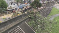 強風の影響か　岡山市の公園で倒木事故　けが人なし