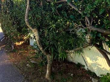 道に落ちていたソーセージ、食べた犬が死ぬ　農薬の成分検出