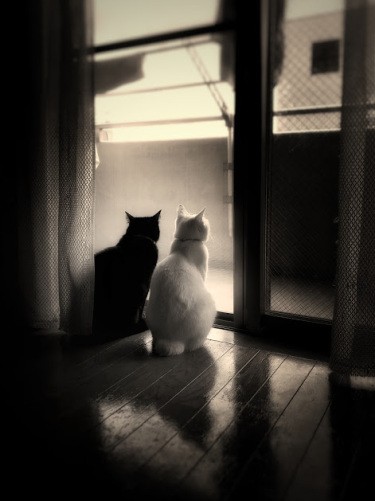 昼下がりの２匹（吉田さん撮影）