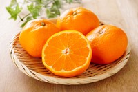 みかん／※画像はイメージです（K/stock.adobe.com）