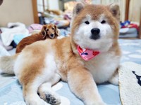 おうちでのんびりくつろぐゆりちゃん（画像提供：しばゆりさん）