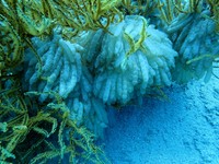 産卵床設置の様子（5月15日　四国水族館提供）
