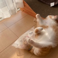 ゴロンとへそ天になったラテちゃん（画像提供：保護猫ラテちゃん）