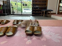 玄関に並ぶスリッパを温めている、看板猫修業中のムギちゃん（提供：桐屋旅館 aka.ねこ宿 @kiriya_ryokan）