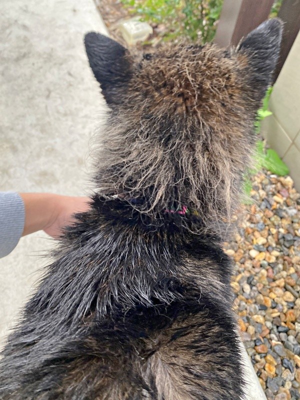 換毛期のもち吉くん、体を震わせただけで毛が降り落ちます（画像提供：黒柴もち吉さん）