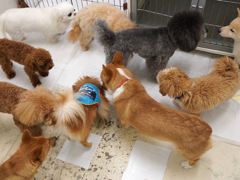 社会化お泊まりに参加する他の犬たちより、少々年上だったまめくん。ちょっとだけ、みんなより大きめ（UG DOGS提供）