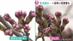 宮城県では寒い日が続く　榴岡公園も一目千本桜も開花はまだ