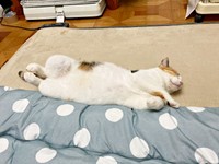 保護後、部屋でへそ天になって眠るみぃちゃん（画像提供：うにねこさん）